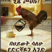 Bisrat Garedie