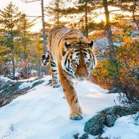 Antonio de Jesus C. del R.