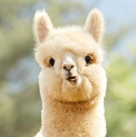 Luca Okazaki