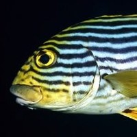 Magora Dev