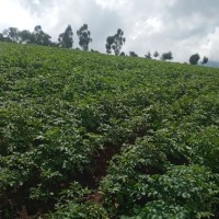 Siapuk linus Yego