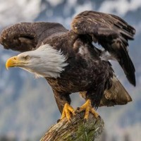 SEA EAGLE