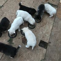 Jose Meza