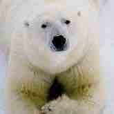 Young Bear
