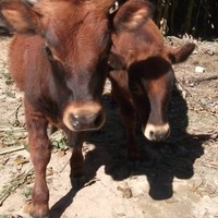 Mini Vacas