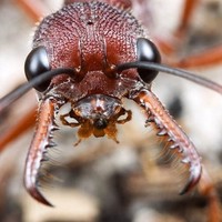 Bull Ant