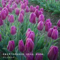 张允强