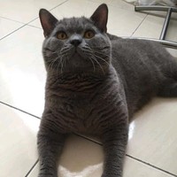 kundur beracun