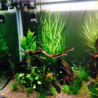 CREATURES OASIS