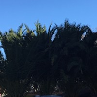 沈春华