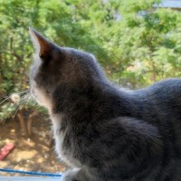 عايشة بخاري