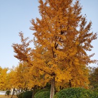 杨曙光