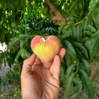 Josep M Pujol i Planella