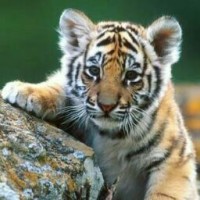 Mallik Arjun
