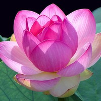 Lotus Commercial Cleaning