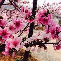 殷燕飞