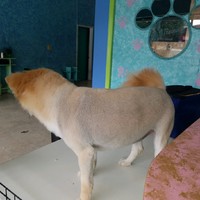 Milagros Romer-Salgato