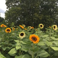 Maria Teresa Tarrago-Trani