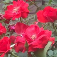 MARIA DEL ROSARIO DIAZ RODRIGUEZ