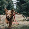 Asher Brown
