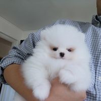 Chi Tang