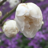 兰秀菊