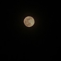 محمود الجميلي