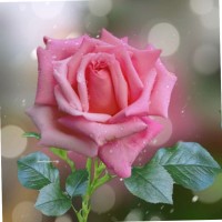 Rizwana Syed