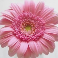 Jyothsna R