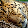 Ali Ramazan
