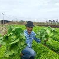 Hassan Qricha