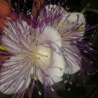 Елена Елена