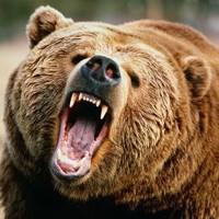 Grym Bear