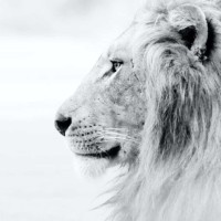 Haroon Rashid (L.I.O.N)