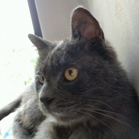 刘正刚