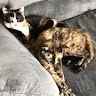 Janie Thames