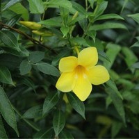 杨召锋