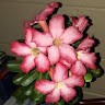 Helen.A B.Ombi