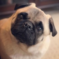 Pug Rawlinson