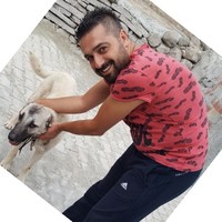 KAYA YAŞAR