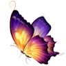 M Ashrafi
