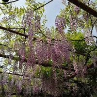 王三元