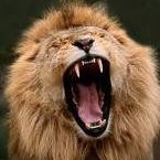 ngonidzashe shumba