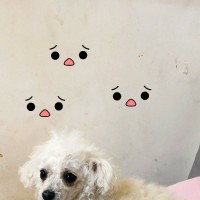郑春霞