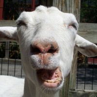 Chevre Du Morban
