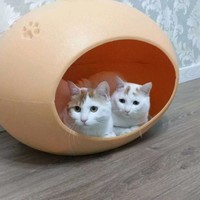聂元超