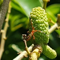 Eddy Dunn