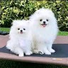 Shan Mugam