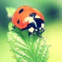 黄子轩