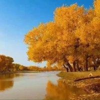 王风花